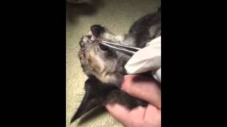 Pulling Cuterebra parasite from Kittens face  July 2015 [upl. by Monreal]