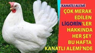 Çok Merak Edilen quotLİGORİNquot Tavukları Hakkında Konuşuyoruz   Kanatlı Alemi tavuk ligorin yumurta [upl. by Ragg]