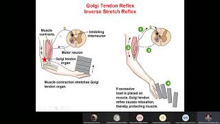 CNS301 Physiology  Lec 16  Polysynaptic reflexes amp Complete TS of spinal cord  Dr Hani [upl. by Hareehat]