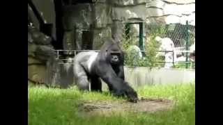 Gorilla wirft Dreck nach Menschen  Must see [upl. by Nosyaj]