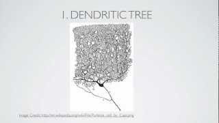 What Is A Dendrite [upl. by Maurili454]