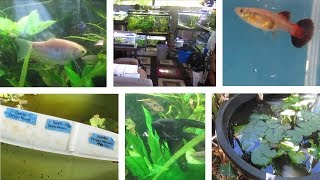 Lots of Guppy Strains amp Other Fish  Hawaiian Outdoor Fish Room amp Backyard [upl. by Benedicto]