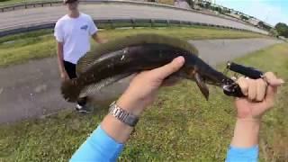 Bullseye Snakehead Tutorial  South Florida Fishing  Markham Park [upl. by Philippe]