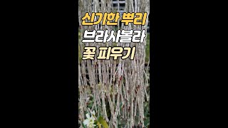 브라사볼라Brassavola yellow bird 꽃 피우기 Shorts [upl. by Dnomad]