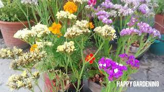 Statice flower Care  Best Cut Flower HappyGardening Statice flowers plants [upl. by Suilenroc]