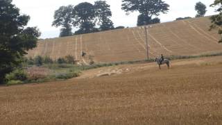 Tynedale hunting a fox 081016 [upl. by Tegirb70]