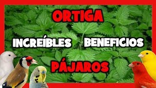 ORTIGA PARA CANARIOS Y EXOTICOS  ENCELADOR CASERO PARA PAJAROS  Remedios naturales [upl. by Lore]