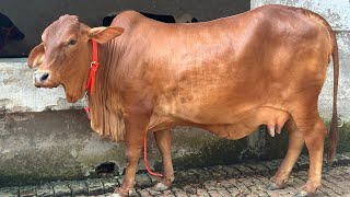 🥰Competition level sahiwal cow available for sale at Gupta Dairy Farm Karnal [upl. by Atinev]