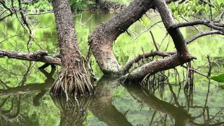 Parque Nacional Natural Tayrona [upl. by Tadio80]