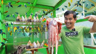 My 200 Pairs of African Lovebirds amp Cocktiel Breeders  Discover my feeding methods for birds [upl. by Eellah543]