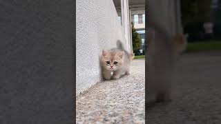 cat catsoftiktok catsvideo foryoupage trending foryou [upl. by Galan]