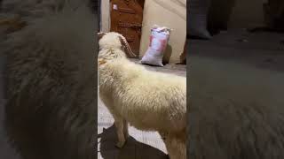 Vilayati for sale youtube reels sheep goat shortvideo shorts cute [upl. by Beverlie438]