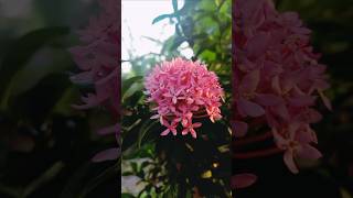 Ixora Coccinea or Rangan flower 🌼🌸 pinkmy garden pinkflowers seasonnature ytshorts status [upl. by Sidwell]