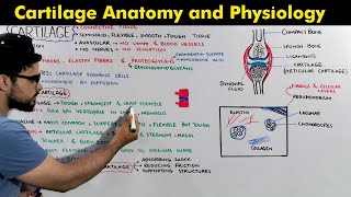 Structure composition and Functions of Cartilage Cartilage Anatomy amp Physiology [upl. by Sulakcin782]