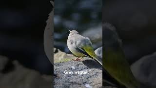 Grey wagtail in the River Cynon South Wales wales nature wagtail rivercynon river birds [upl. by Maltzman76]