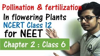 Pollination and fertilization in flowering plants class 12 NCERT  Class 12 biology for NEET [upl. by Kado]