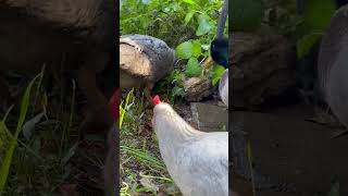 cutenessoverload duck pets puddle backyardchickens ducks ducklove petbirds cuteanimals pet [upl. by Wack]