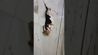 Mylo is madly in love with coconut 🥥 viralvideo shortsfeed funny trending beaglelove doglover [upl. by Leler30]