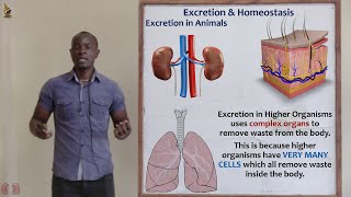 22 Excretion in Lungs Biology Form 2 [upl. by Carolyne]