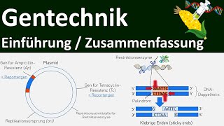 Gentechnik  Einführung  Zusammenfassung  Abitur Biologie Genetik Oberstufe  17 [upl. by Banerjee]