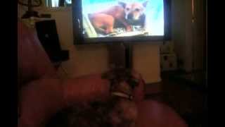 Jonas the Shelter Dog Watching an ASPCA Commercial [upl. by Beeson]