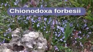 Chionodoxa forbesii [upl. by Idnew]