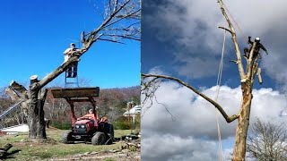 Funniest Tree Cutting Fails 11 [upl. by Jami681]