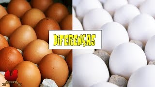 QUAL É A DIFERENÇA ENTRE O OVO BRANCO E O OVO MARROM [upl. by Tuck678]