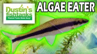 Algae Controlling Tips Siamensis Algae Eater Species Sunday [upl. by Blas]