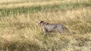 Cheetah Chirping In Endless Plains  Maasai Mara August 2024 [upl. by Nila611]