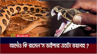 রাসেল ভাইপার সাপ আসলে কতটা ভয়ঙ্কর  Russels Viper Snake  ATN Bangla News [upl. by Hagar]