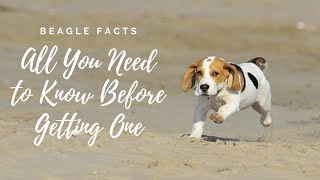 Facts About Beagle Dogs 101All You Need to Know [upl. by Hawker]