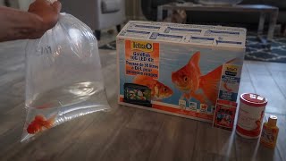 GOLDFISH ONLY AQUARIUM SETUP [upl. by Neenad]