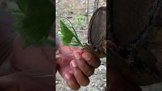 garden planner to grafting shortvideo fruittree garden growguavatree mangotree [upl. by Iuq]