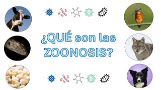 ¿Qué son las zoonosis [upl. by Edin926]