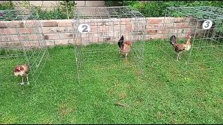 VENTA DE GALLINAS MADRILLAS Traba Gallo Giro 322 [upl. by Ebby]