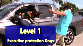 Level 1 Executive Protection Dogs [upl. by Hasseman]