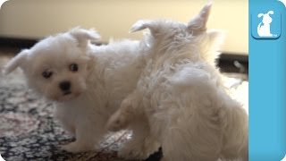 Super Slow Motion Maltese Puppies Playing  Puppy Love [upl. by Atkins]