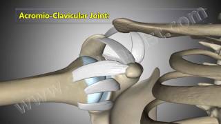 Shoulder Joint Anatomy Explained Glenohumeral AcromioClavicular Joints [upl. by Goldner752]