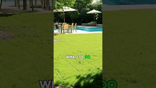 🌱 Do This AFTER Overseeding Your Lawn [upl. by Eronaele]