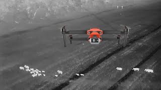 Thermal Drones for Hog Hunting  First Video Ever [upl. by Xonnel]