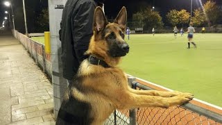 This German Shepherd Dog Is FUNNIER Than You Can Imagine 😂NEW Funny Dog Videos 2024 [upl. by Louls]