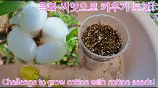 이게 될까 목화 씨앗으로 키우기 Ill try something like this too Growing with cotton seeds [upl. by Gadmon36]