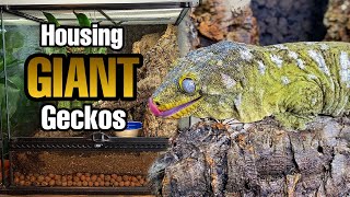 How to Setup a Giant Gecko Vivarium Rhacodactylus leachianus [upl. by Ylen]