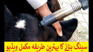 CALF DEHORNING WITH ELECTRIC DEHORNOR  DRSAJID MEHMOOD [upl. by Helms]