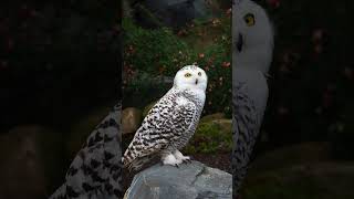 Random Fact  Owls Edition randomfact owlfacts naturalworld animalfacts wildlife animalshorts [upl. by Zealand]