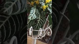 ZEBRA PLANT in BLOOMAphelandra Squarrosa With YELLOW FLOWERS Houseplant [upl. by Deraj]