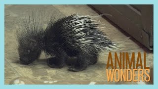 Baby Porcupine [upl. by Hollenbeck497]