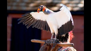 Texas Ren Fest 2022 Birds Of Prey 1st Show [upl. by Naid]