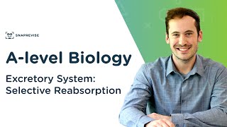 Excretory System Selective Reabsorption  Alevel Biology  OCR AQA Edexcel [upl. by Htebsil]